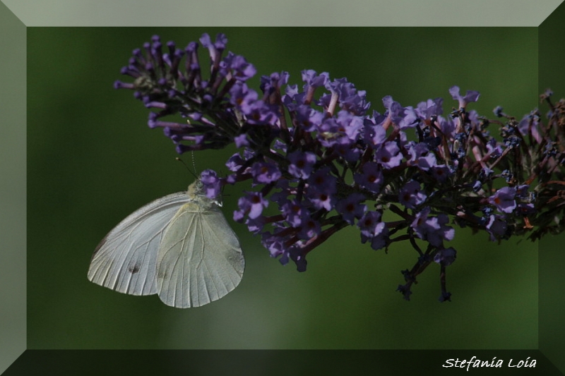 Pieris brassicae?